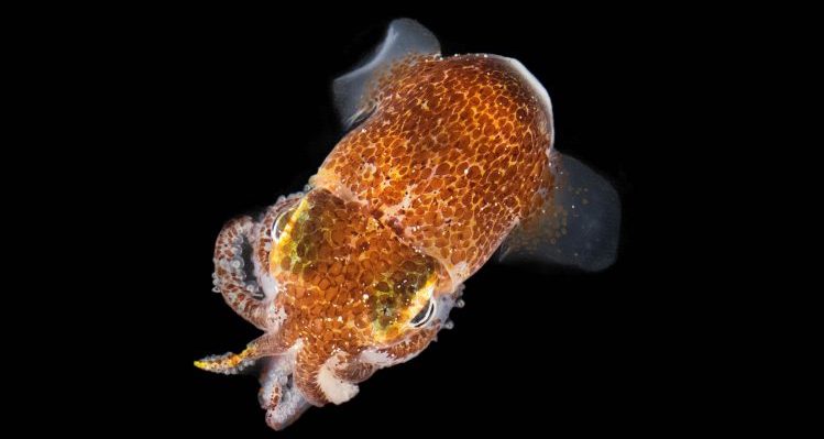 BobTail Squid Database – Research Community on the Bobtail Squid ...